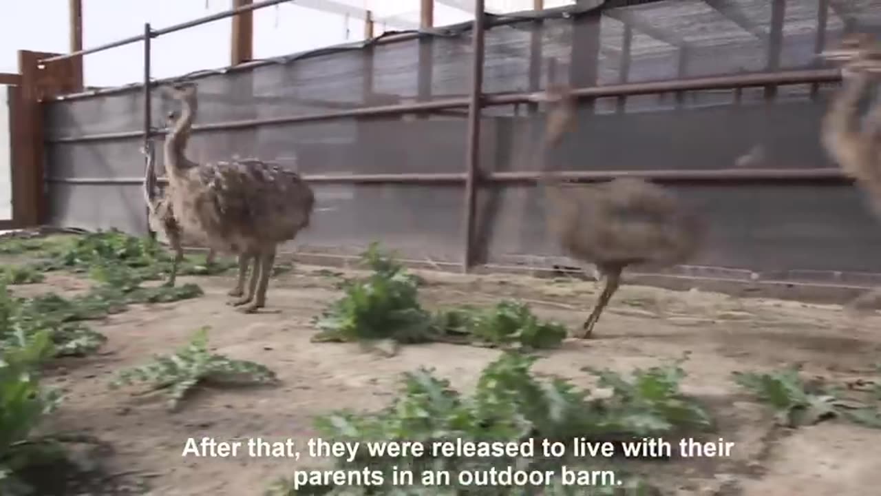 Amazing Ostrich Farm - Ostrich Farming Technology - Ostrich Production Process - ostrich factory