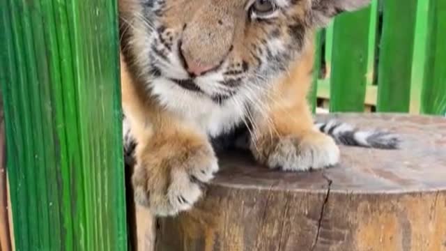 Little tiger