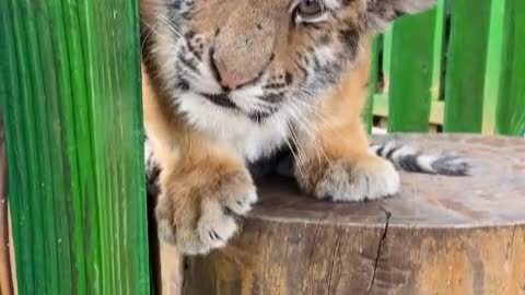 Little tiger