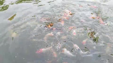 Healthy koi fish