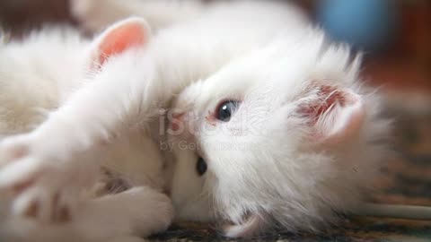 White two kitten playing sleeps bite each other ....