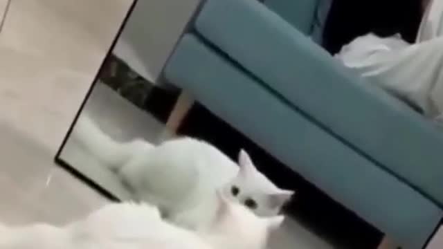 Funny cat idk