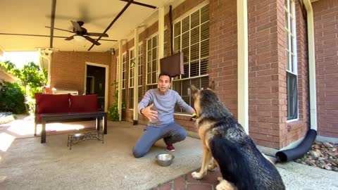 Dog training video