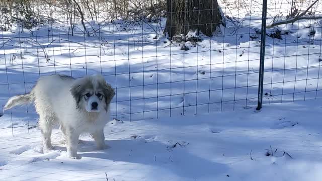 Le Patou's first real snow