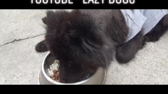 - LAZY CHOW CHOW GUS - #SHORTS