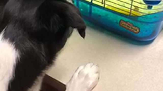 Dog fascinated with hamster
