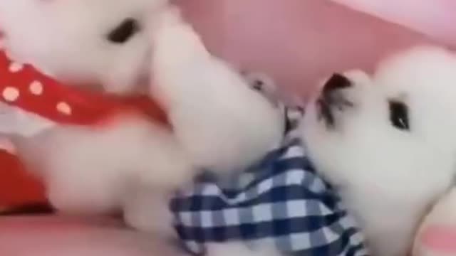 Cute Puppies Fighting