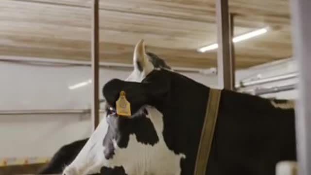 Beautiful and cute cow