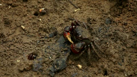 Crab eating in dirty mud