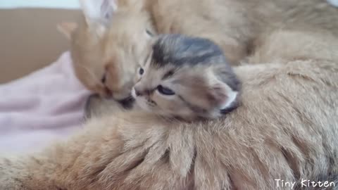 Kitten Kiki's face pops up from mother cat