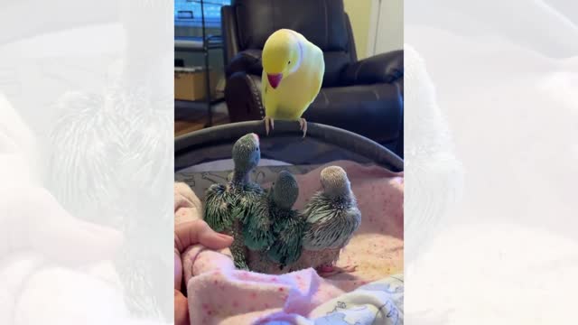 Parrot Talks To Little Parrots "wanna play peekaboo"