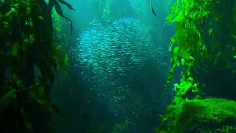 awesome blue and green Colors in deep sea