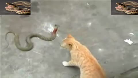 Cat Kills Snake