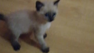 Kitten brings toys like a dog