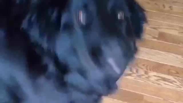 Black dog barks at owner then runs around corner to show the way