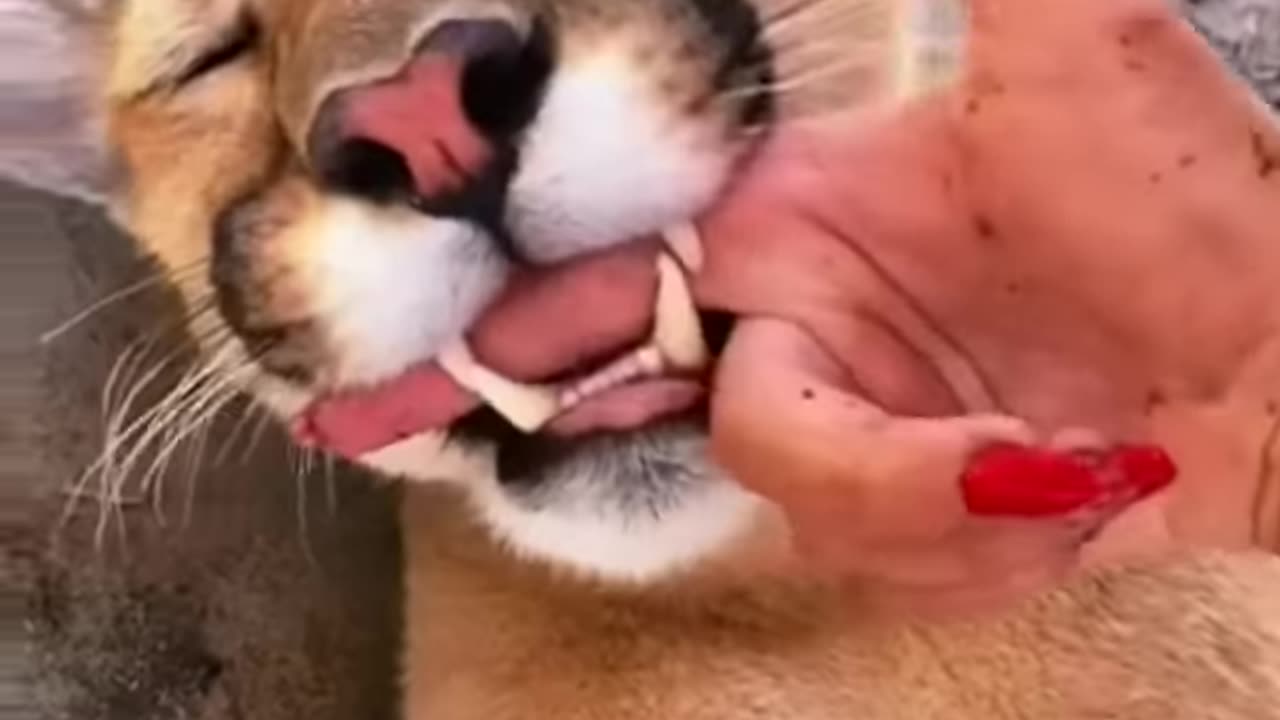 Big Cat Mouthing Affection