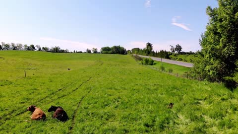 Concerned farmer uses drone to check on sick