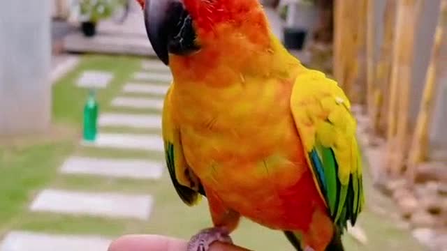 Cute love Birds Parrot Flying