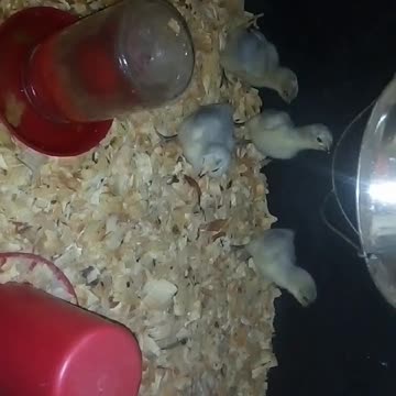 Chicks in a brooder Part 14