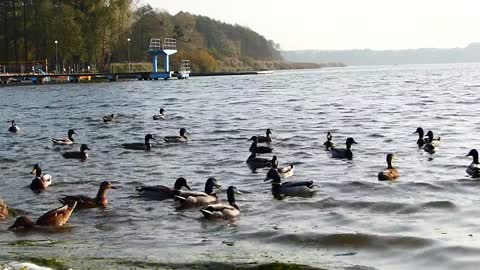 Sound of river and ducks for relaxing and get the stess out 🥰