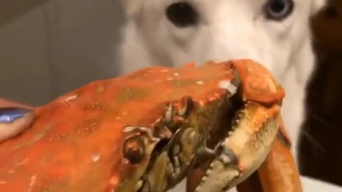 Funny poor dog.