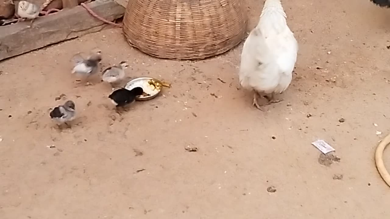 Hen viral