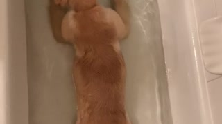 Golden Puppy Tries Out the Tub