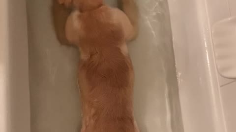 Golden Puppy Tries Out the Tub