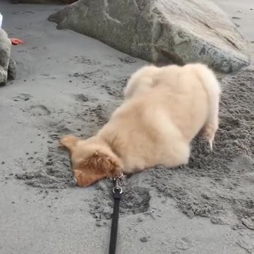 Dog Trying To Escape Funny to Watch