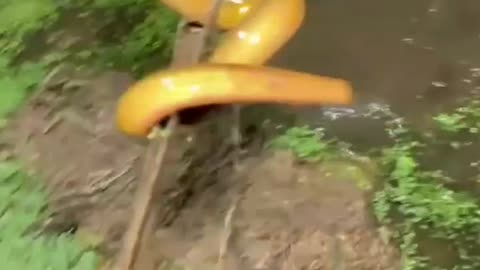 This is a beautiful and charming water-dwelling species