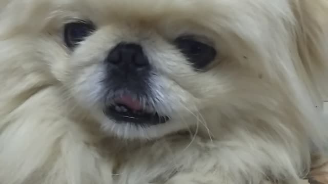 My little dog
