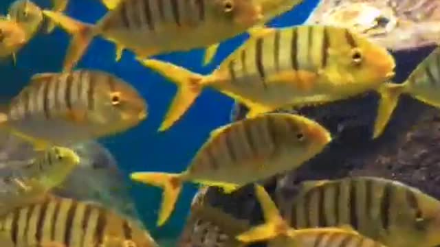 Large Schools of tropical fish swim in an orderly fashion