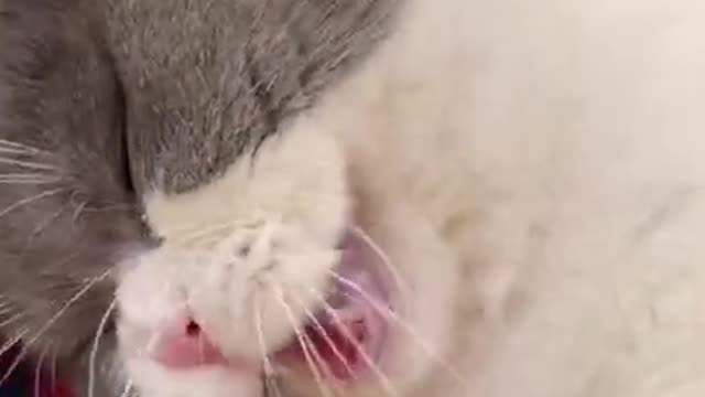 Cute Cats and Funny Animals Compilation 😹 Try Not To Laugh Challenge - Cute Cat