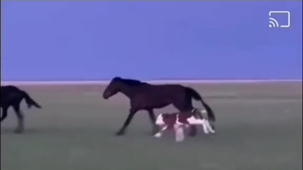 It's a baby cow 🐄 or a horse