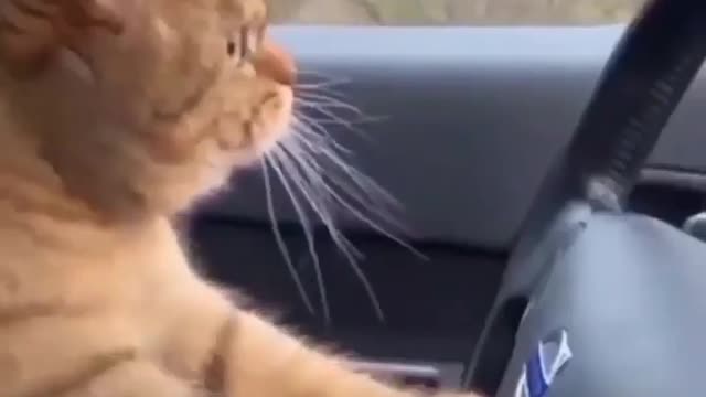 Cat car driving video compilation| cat video