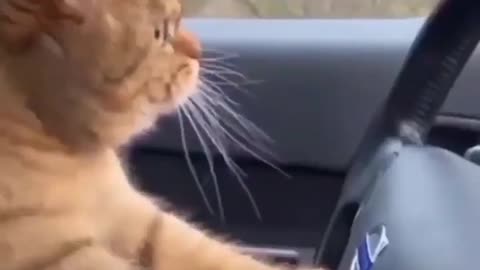 Cat car driving video compilation| cat video