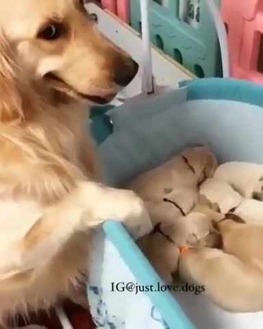 best video dog cute baby