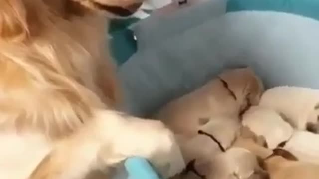 best video dog cute baby