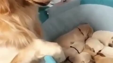 best video dog cute baby