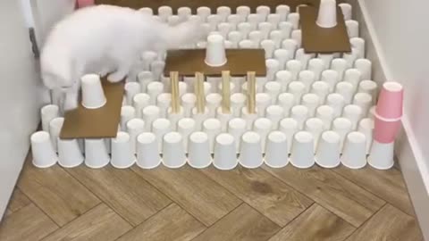 INTELLIGENT CAT WOW 😮😮