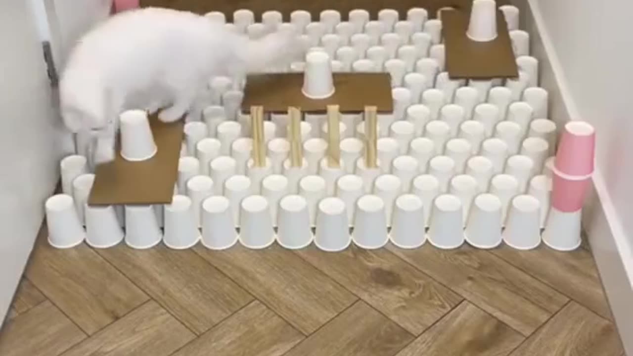 INTELLIGENT CAT WOW 😮😮