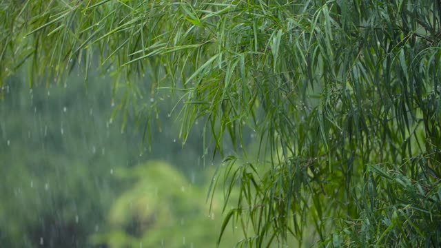 Tree leaves foliage rain