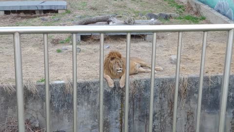 A lion rests at a zoo