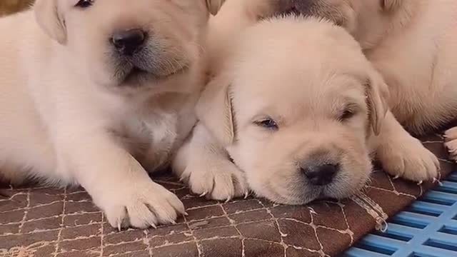 A bunch of little lazy pigs. Labrador dog pet dog