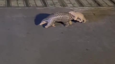 Pangolin crosses the road with a child