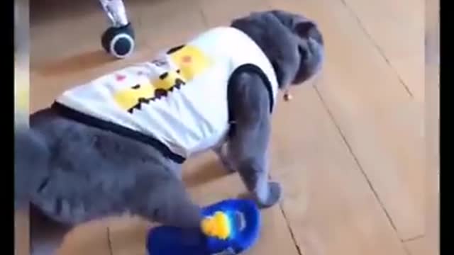 Watch Funny Cat Moment Video|| 2021