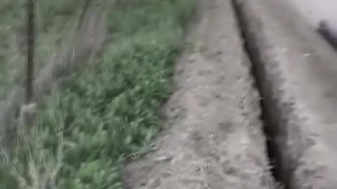 sheep gets stuck in trench