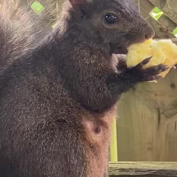 Squirrel snack time