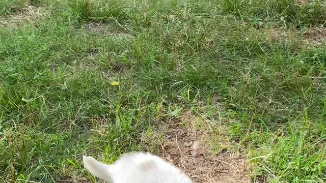 Great Paraynese puppies working with sheep