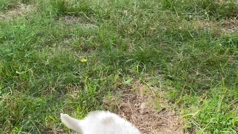 Great Paraynese puppies working with sheep